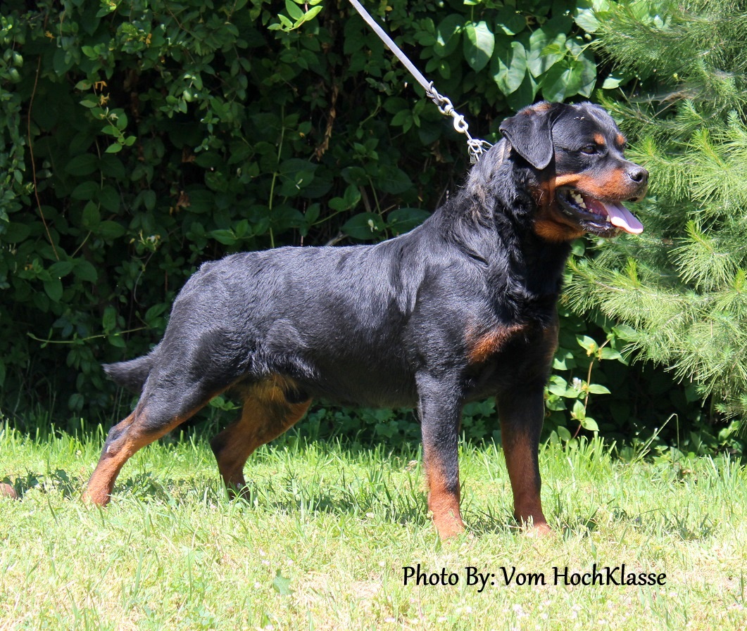 Omen vom HochKlasse | California Rottweiler Breeder | Rotts
